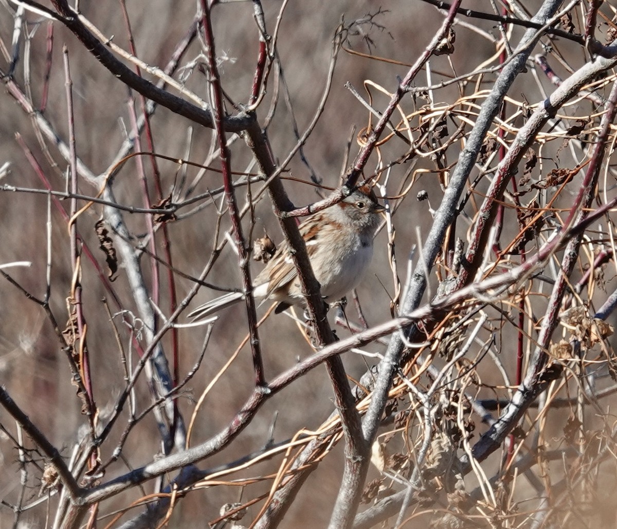 American Tree Sparrow - ML645814423