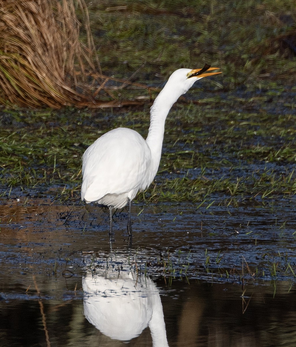 Great Egret - ML645814428