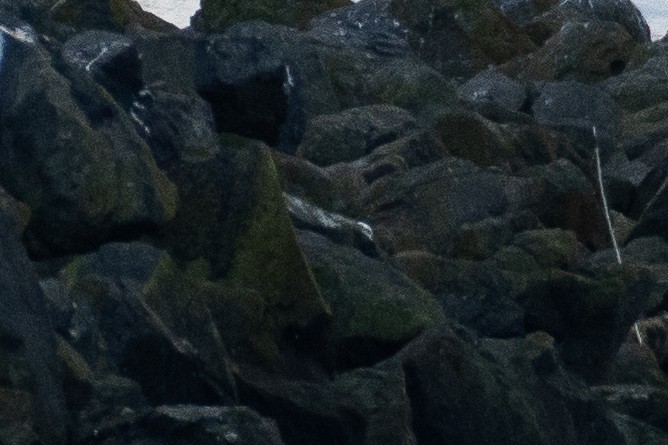 Snowy Owl - ML645814433