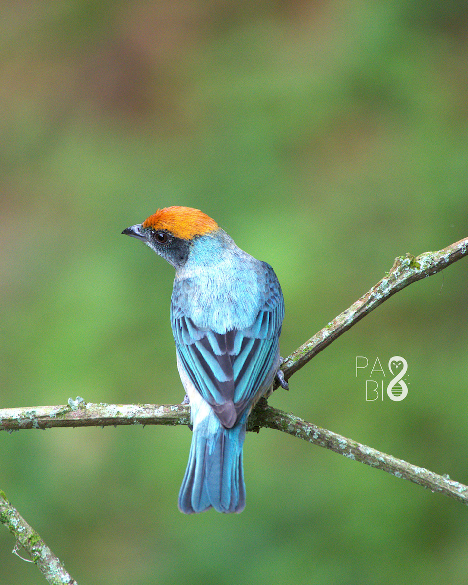 Scrub Tanager - ML645814434