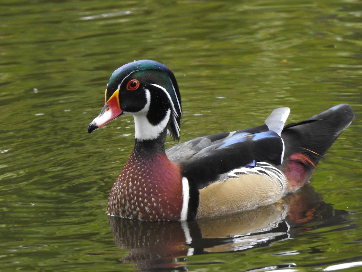 kachnička karolínská - ML645814436