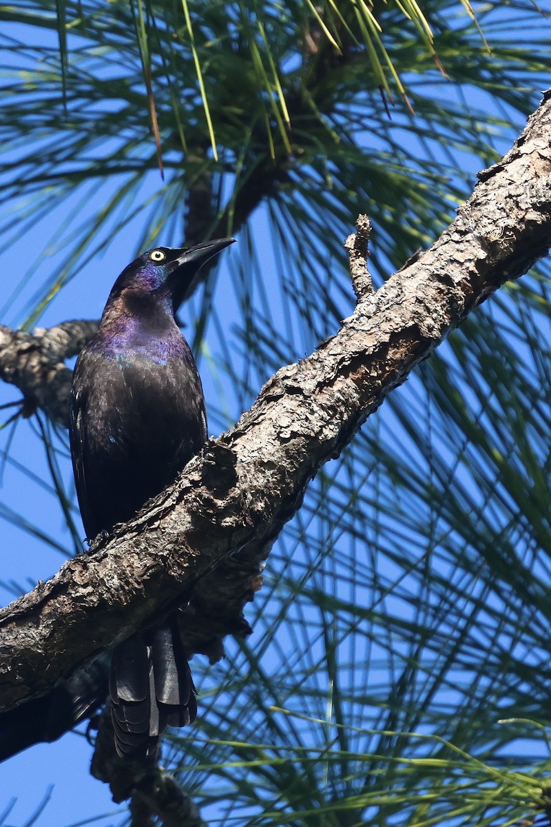 Common Grackle - ML645814468