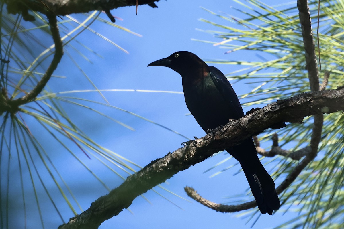 Common Grackle - ML645814469