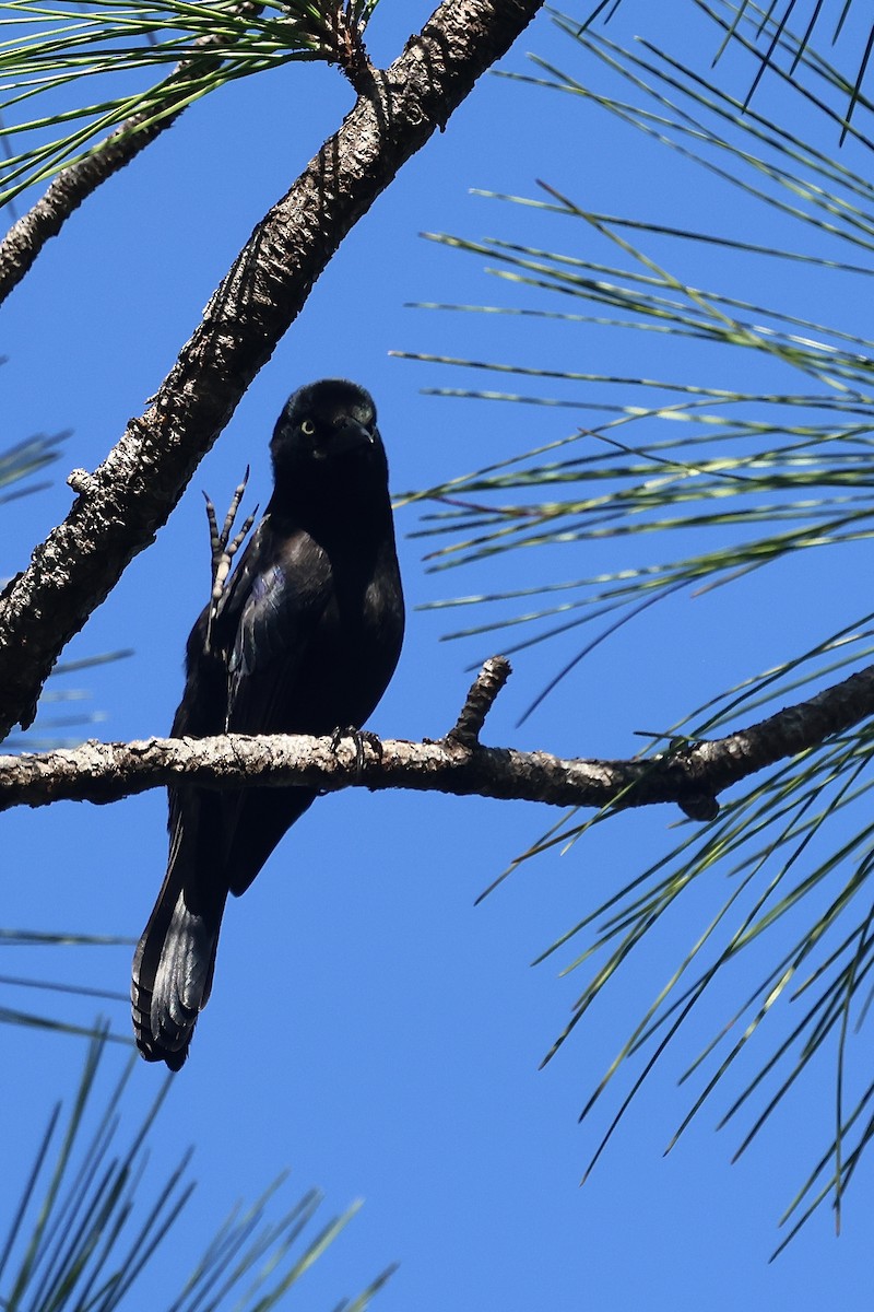 Common Grackle - ML645814471