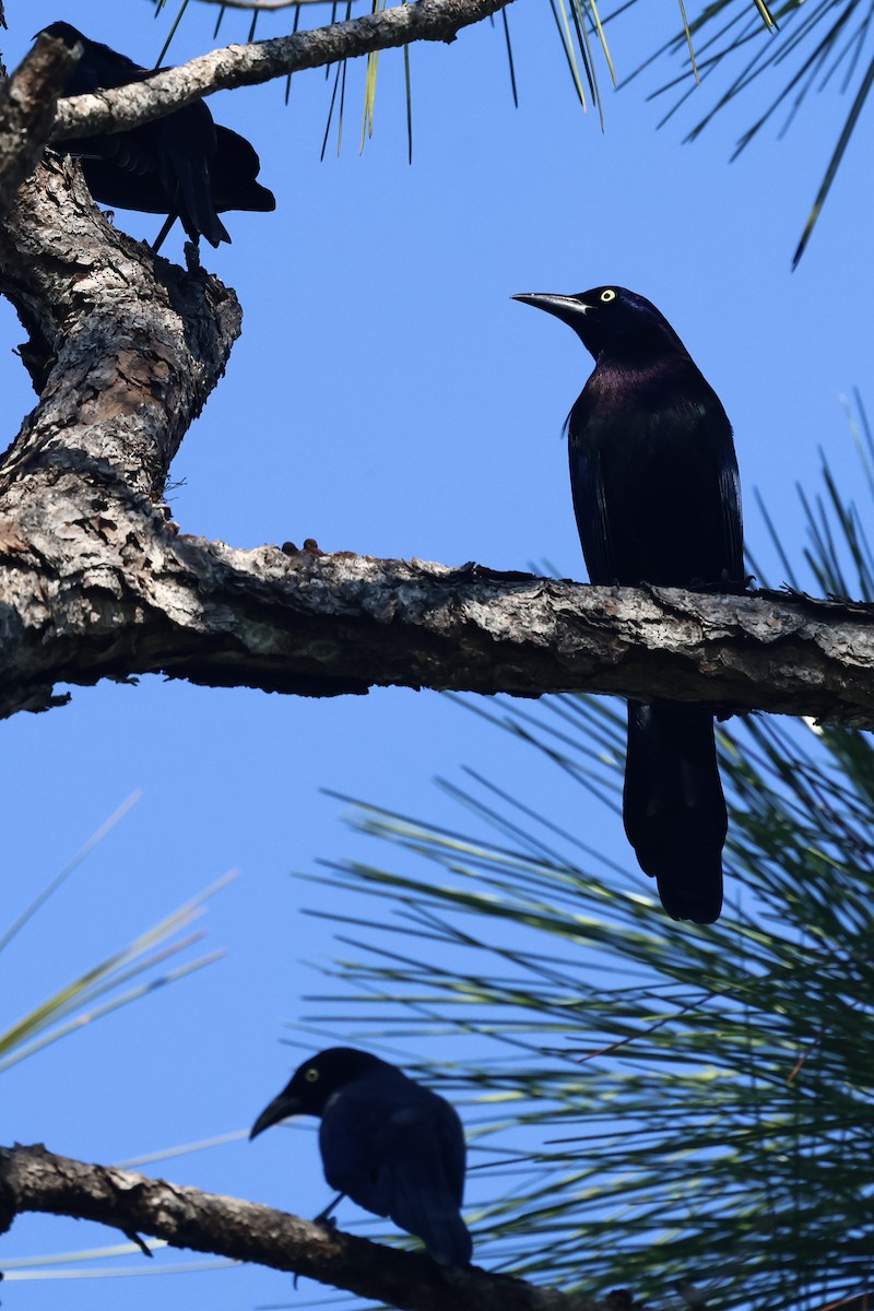 Common Grackle - ML645814473