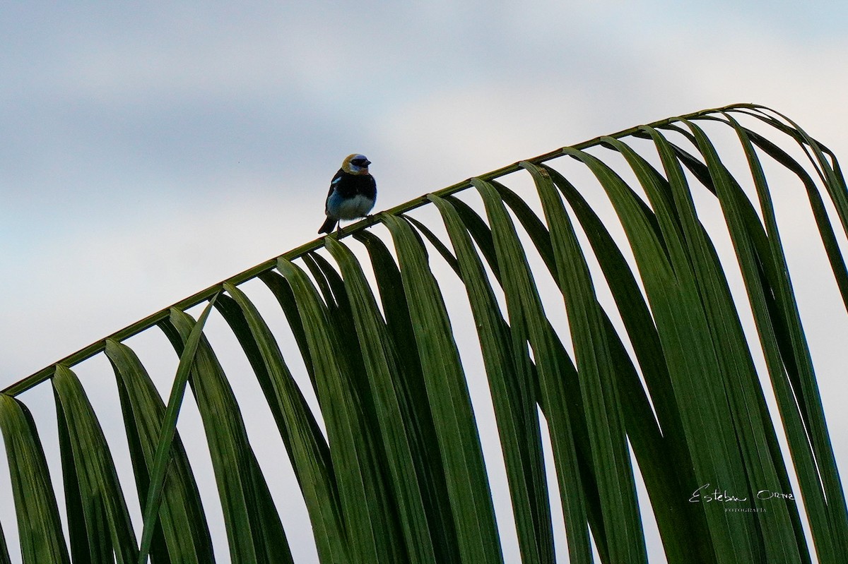 gullhettetanagar - ML645814481