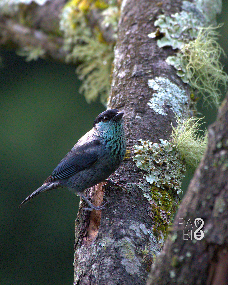 Black-capped Tanager - ML645814483