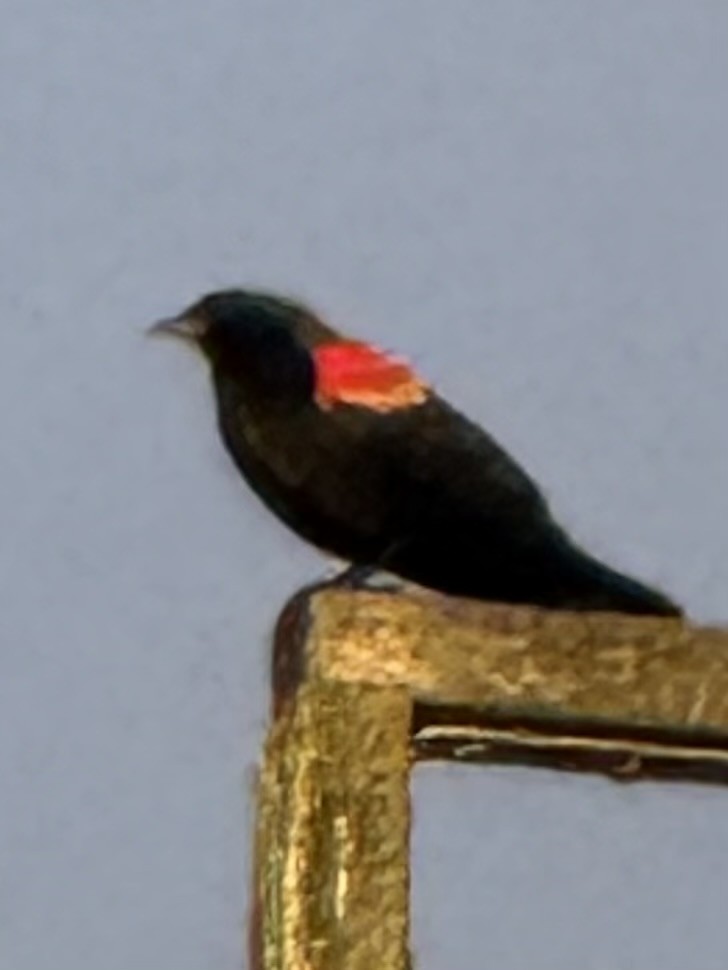 Red-winged Blackbird - ML645814486