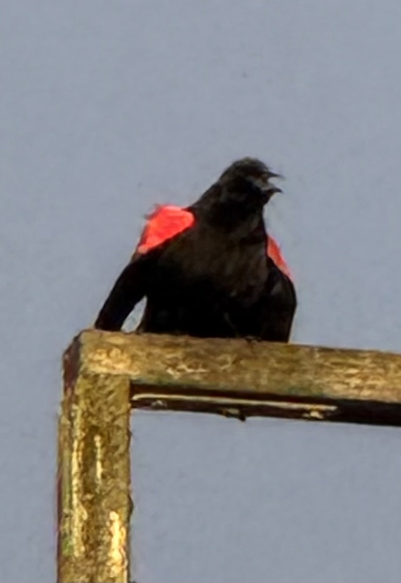 Red-winged Blackbird - ML645814487