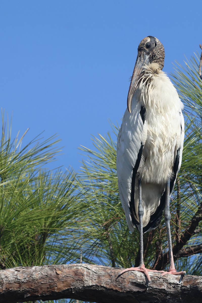 Kara Boyunlu Orman Leyleği - ML645814496