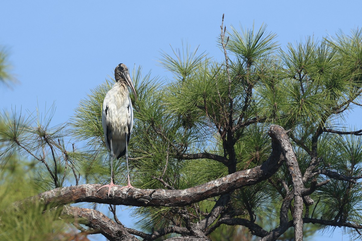 Kara Boyunlu Orman Leyleği - ML645814497