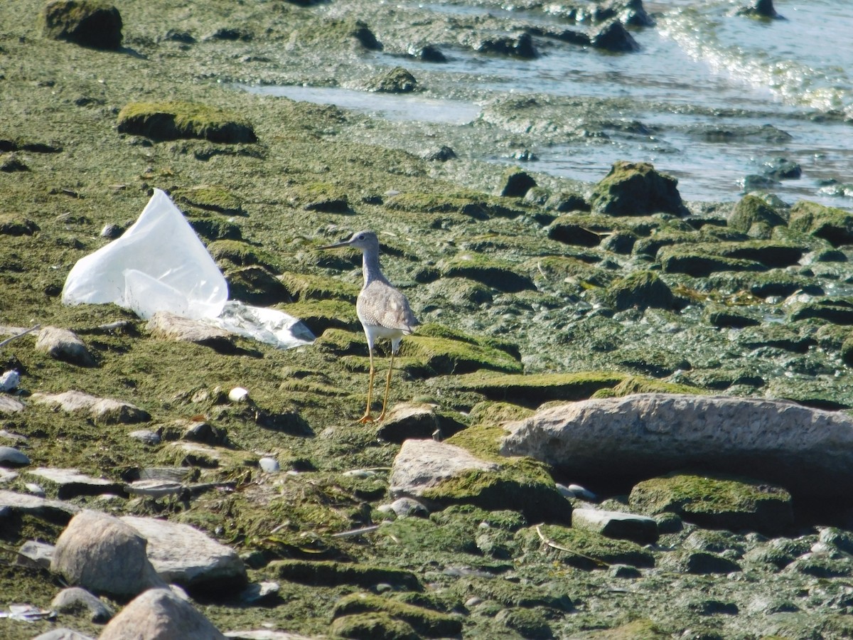 Greater Yellowlegs - ML645814499