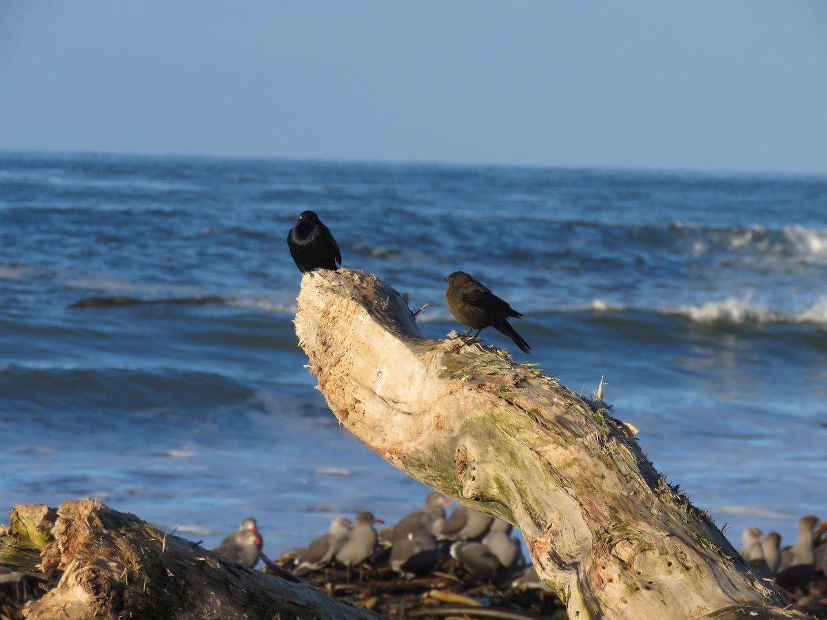 Brewer's Blackbird - ML645814500