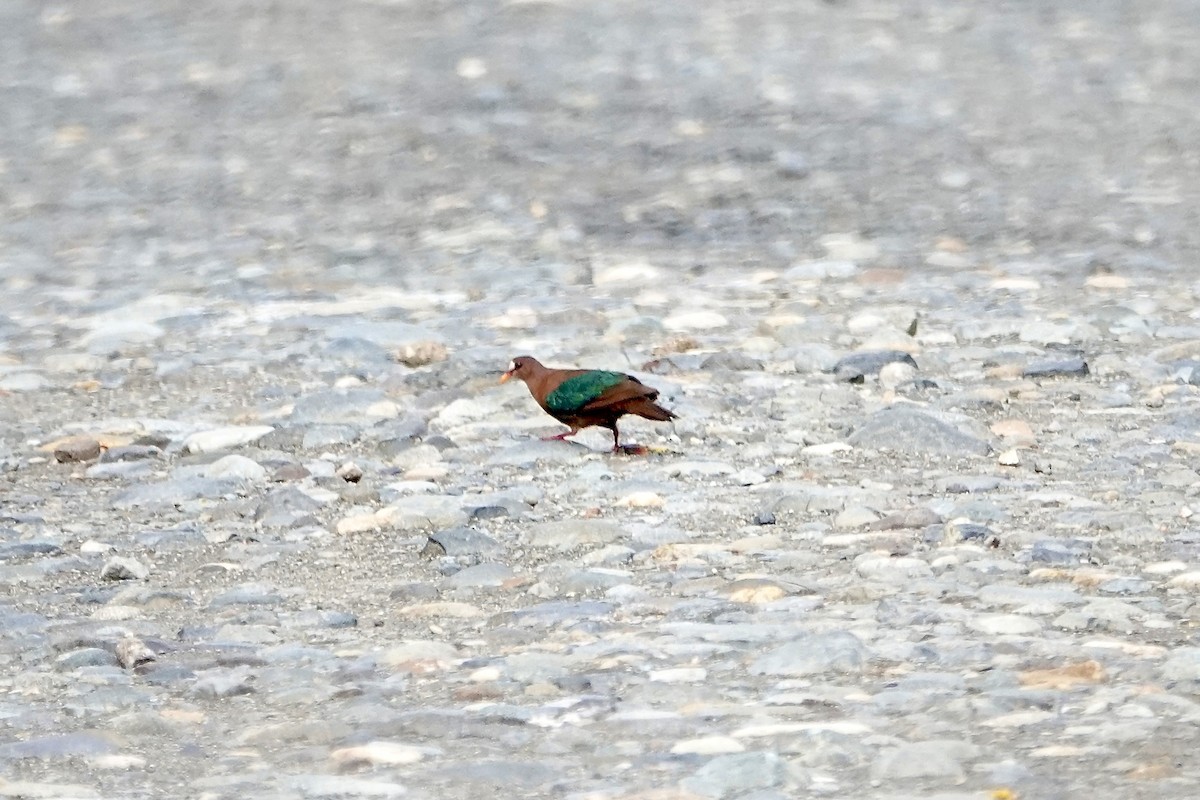 Colombine d'Étienne - ML645814504