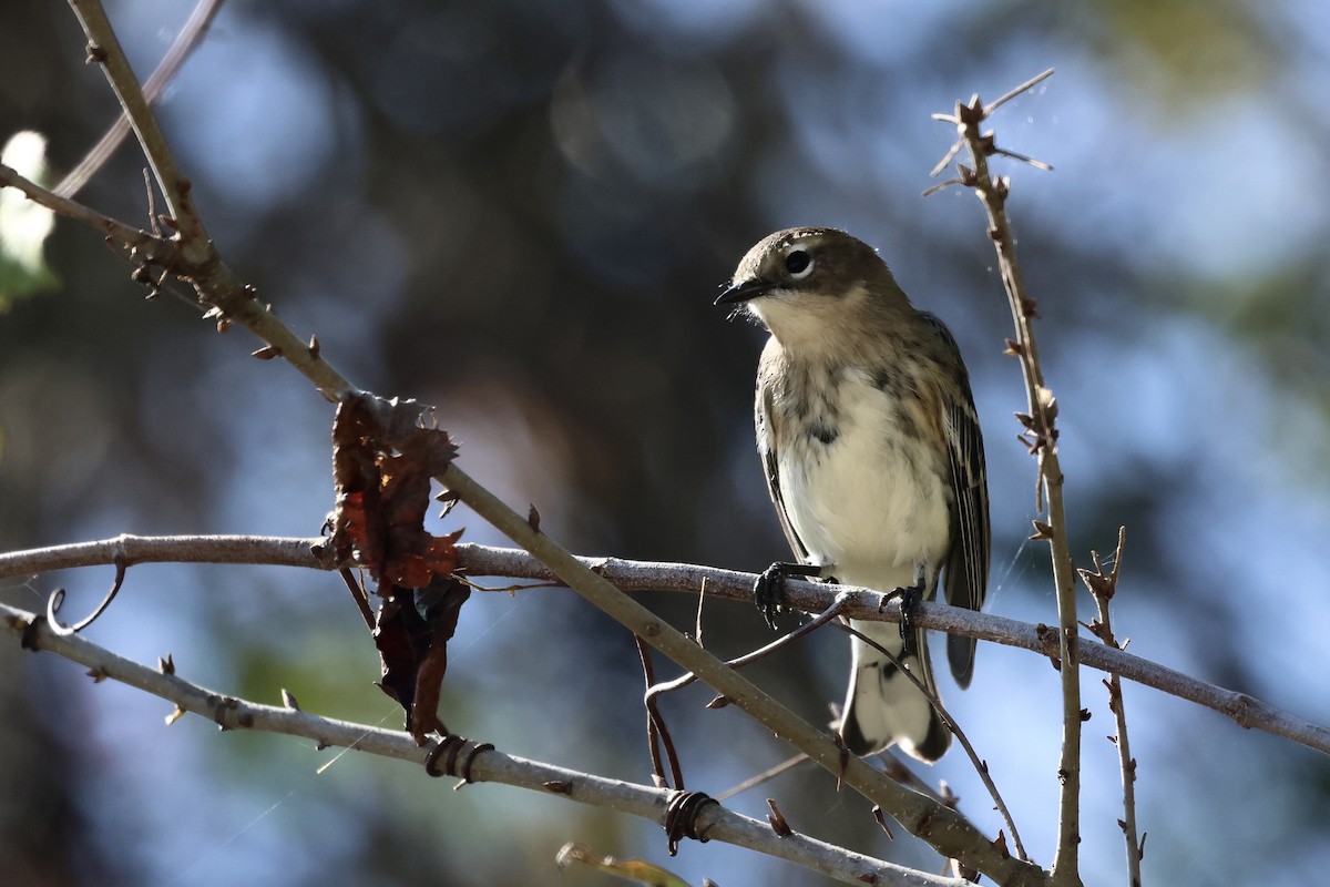 Taçlı Ötleğen (coronata) - ML645814505