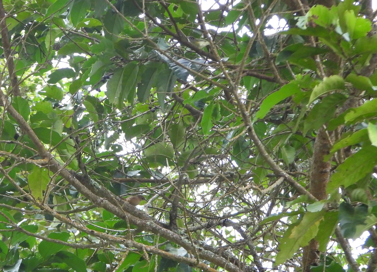 Southern House Wren - ML645814508