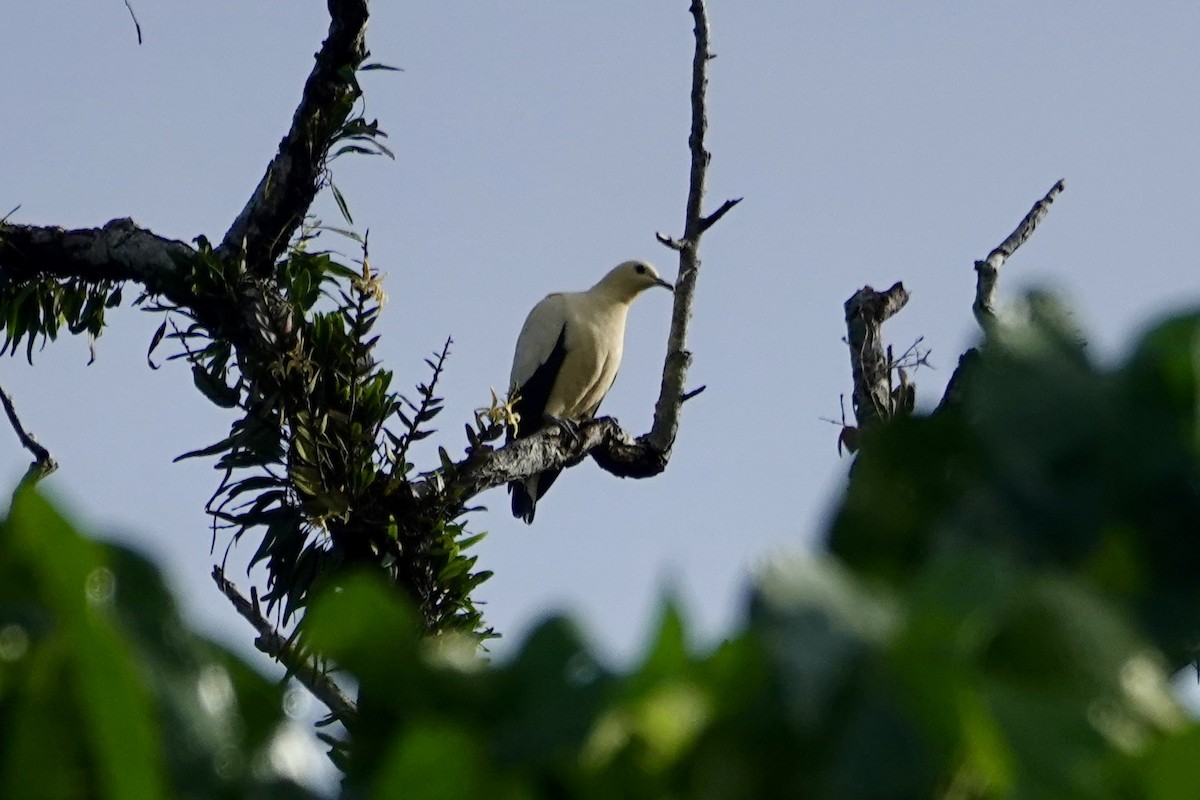 Carpophage jaunâtre - ML645814510