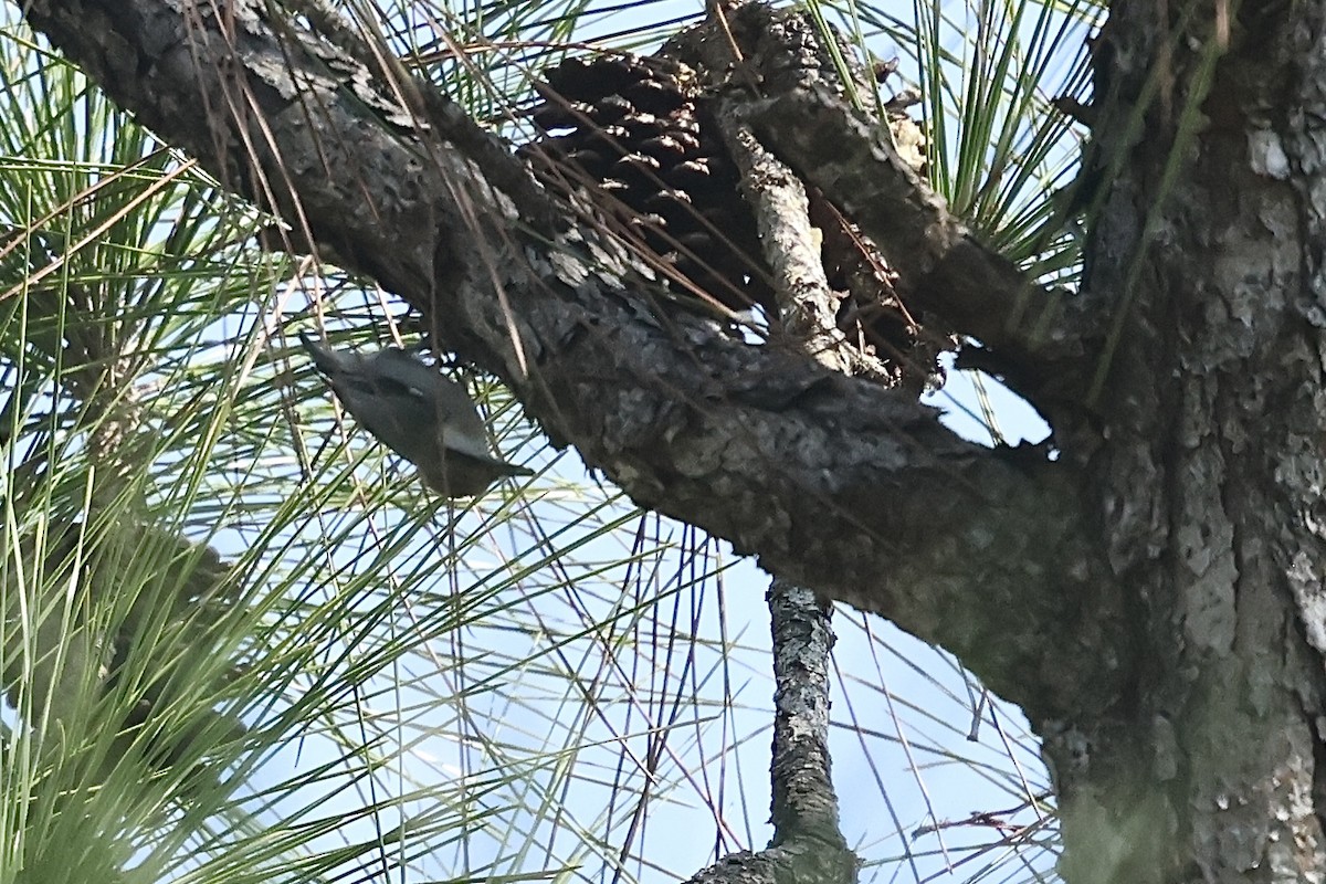 Boz Başlı Sıvacı - ML645814511