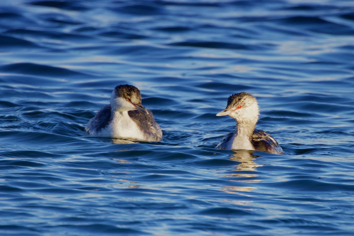 Txilinporta urrebelarria - ML645814512