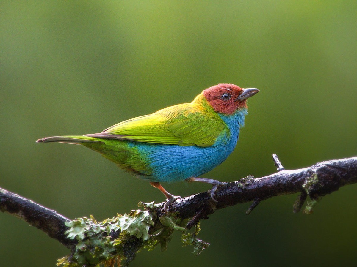 Tangara Cabecibaya - ML645814513