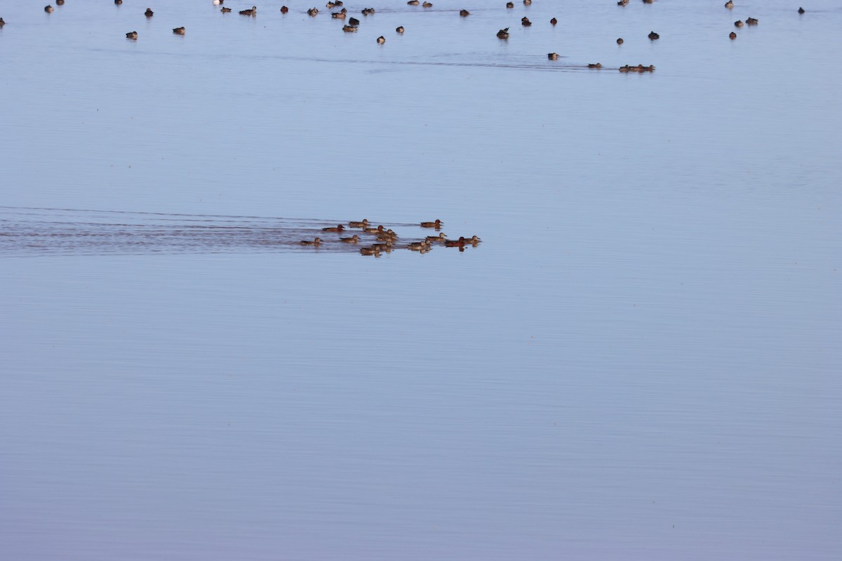 Blue-winged Teal - ML645814515