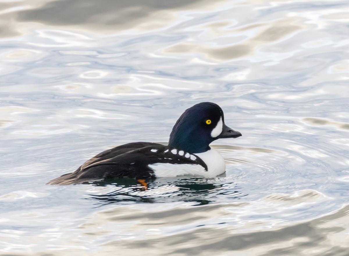 Murgilari islandiarra - ML645814518