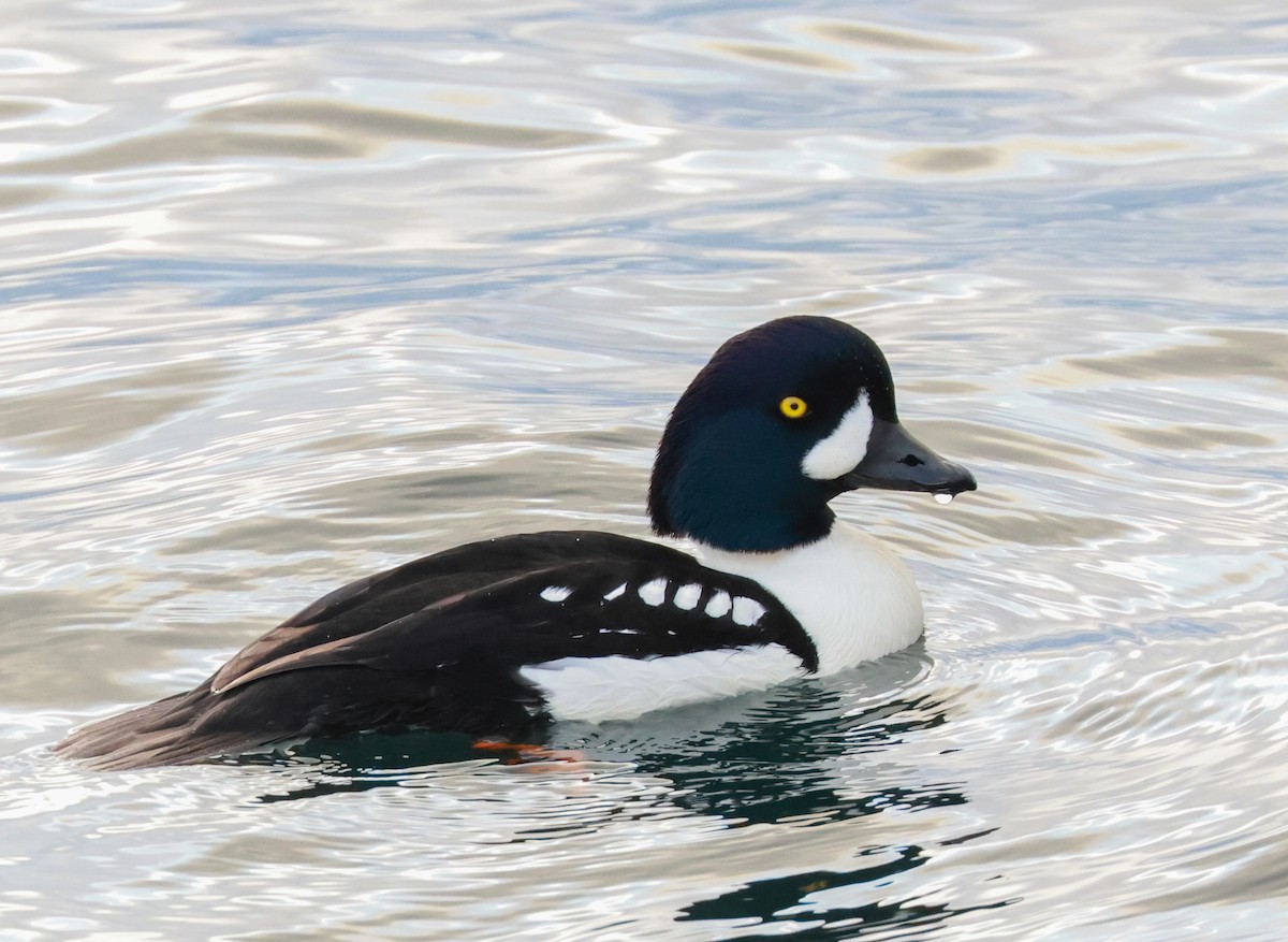 Barrow's Goldeneye - ML645814519