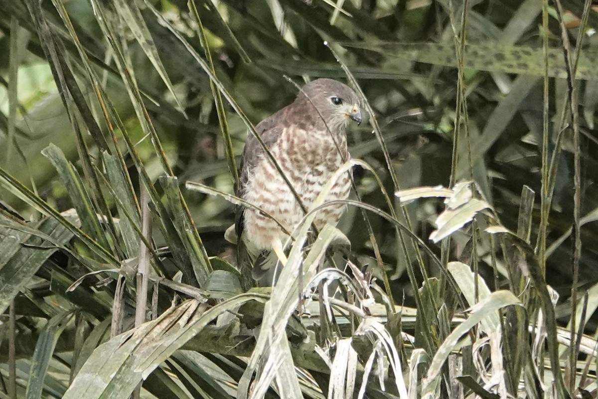 Variable Goshawk - ML645814525