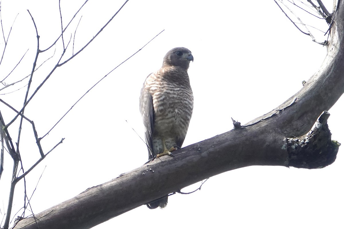 Variable Goshawk - ML645814526