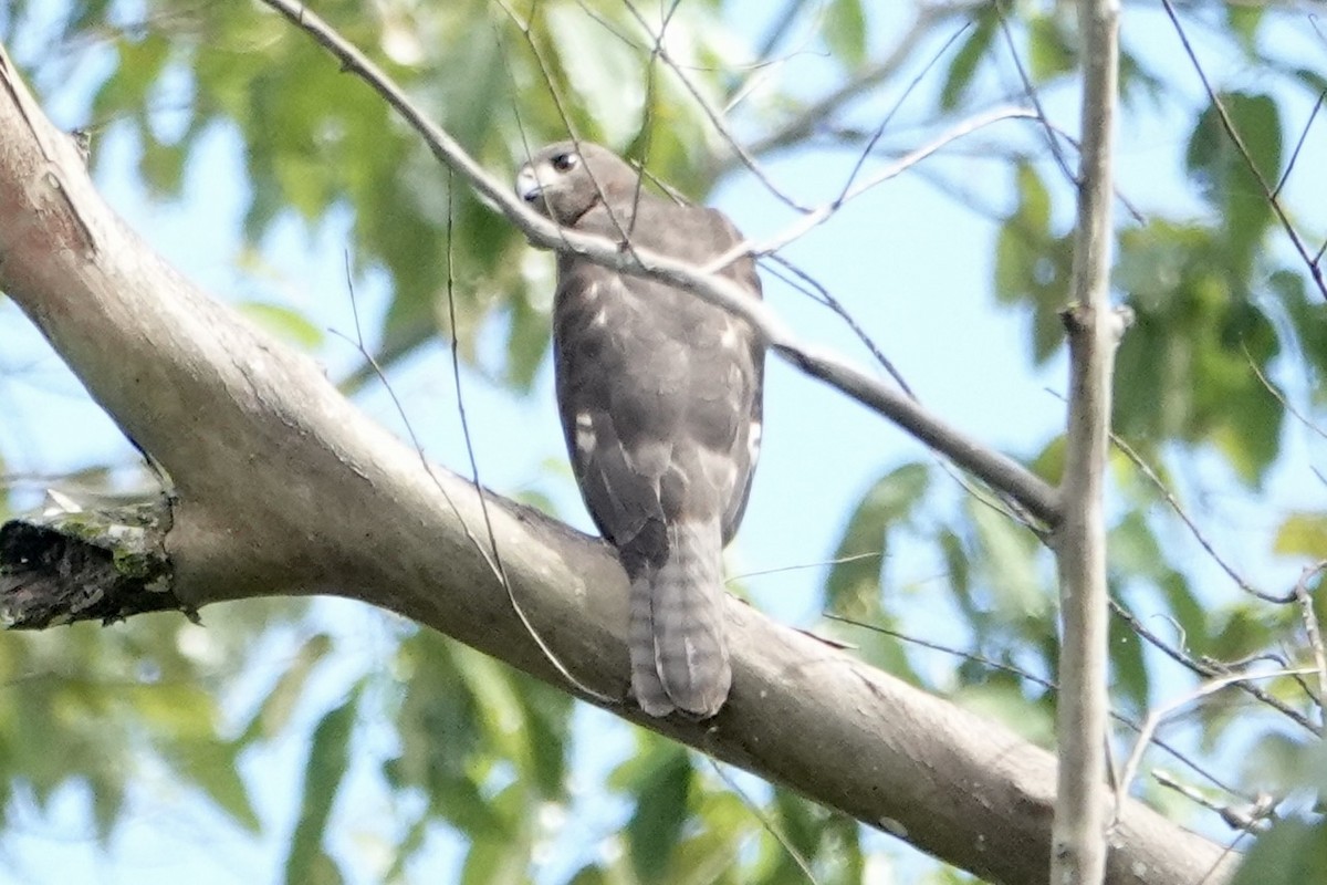 Variable Goshawk - ML645814527