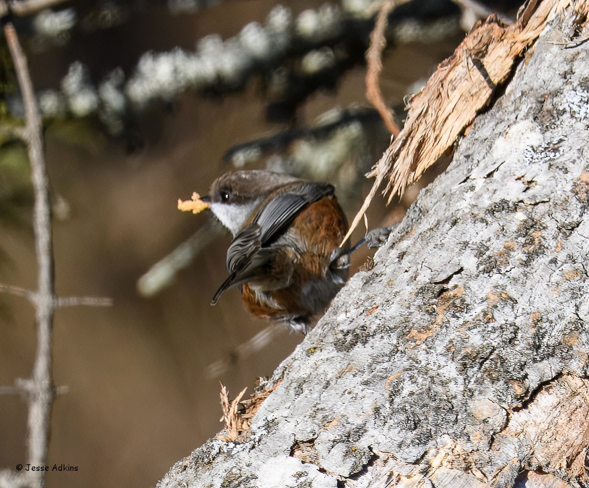 Boreal Chickadee - ML645814528