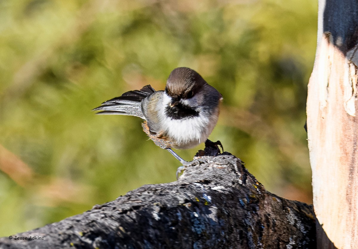Boreal Chickadee - ML645814529