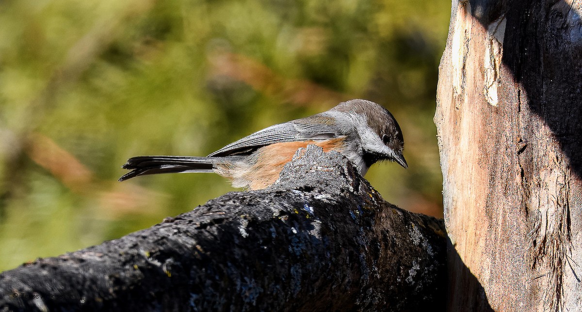 Boreal Chickadee - ML645814530