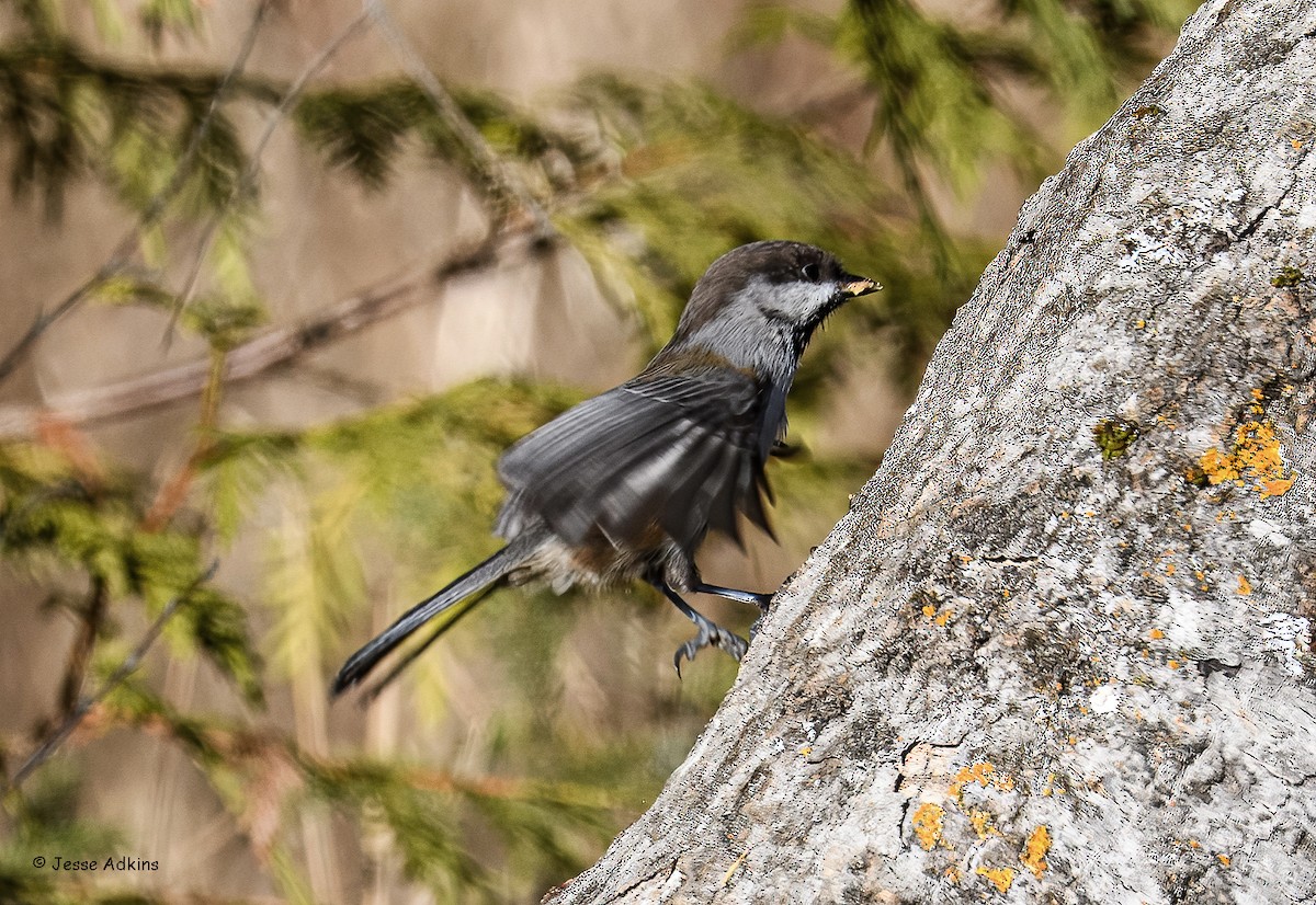Boreal Chickadee - ML645814531