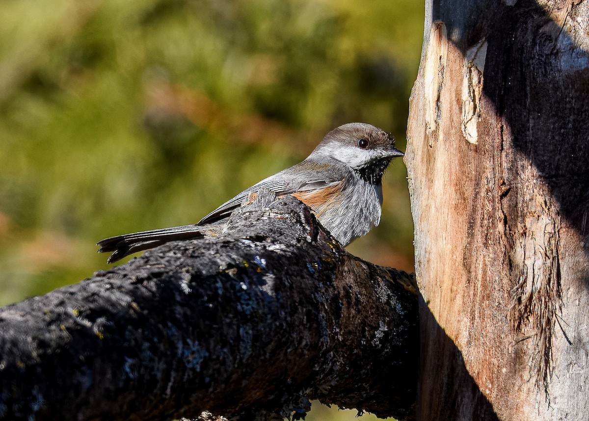Boreal Chickadee - ML645814532