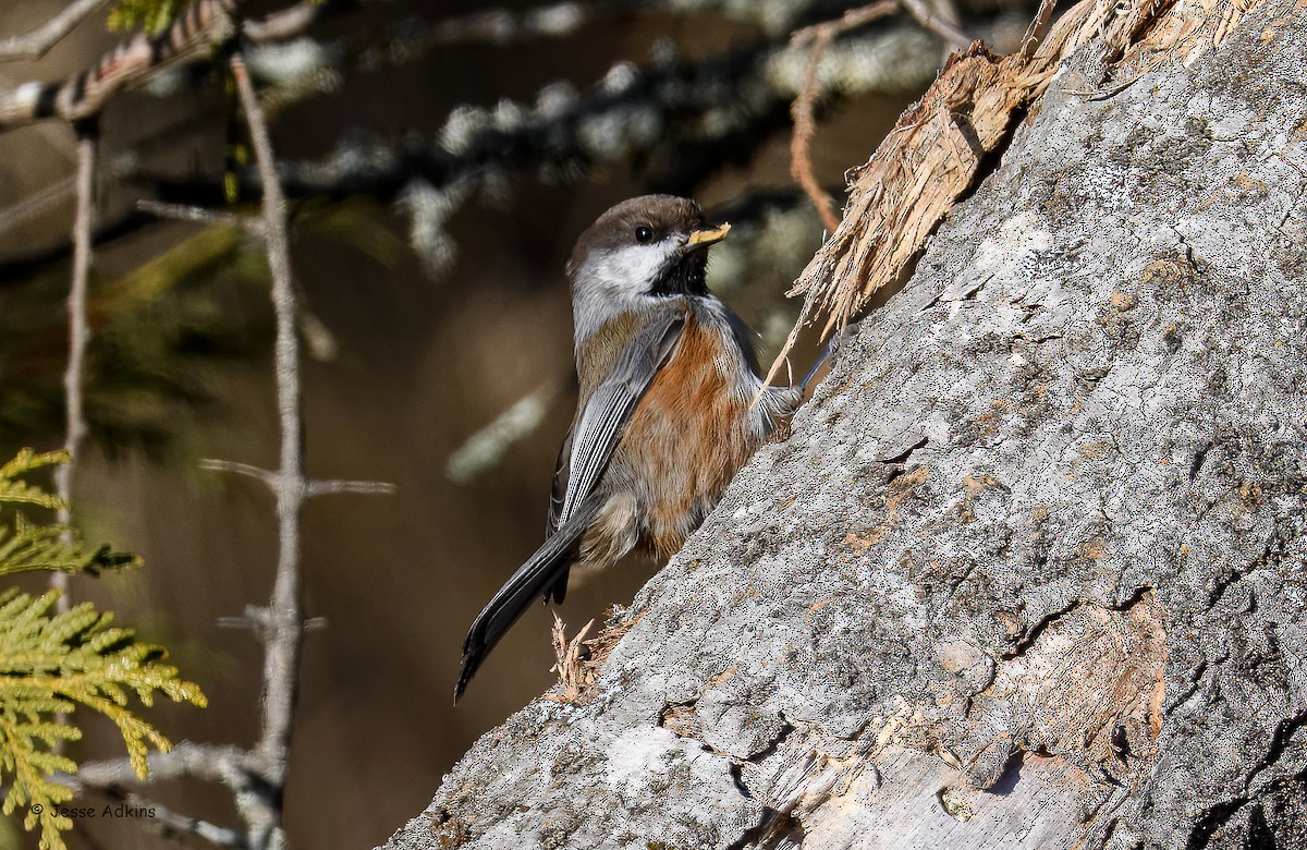 Boreal Chickadee - ML645814533