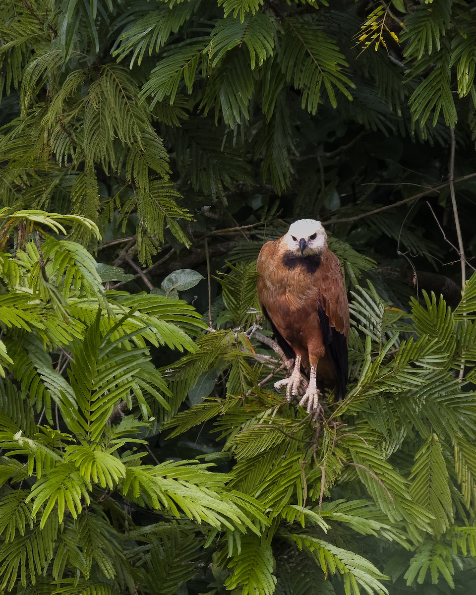 Black-collared Hawk - ML645814534