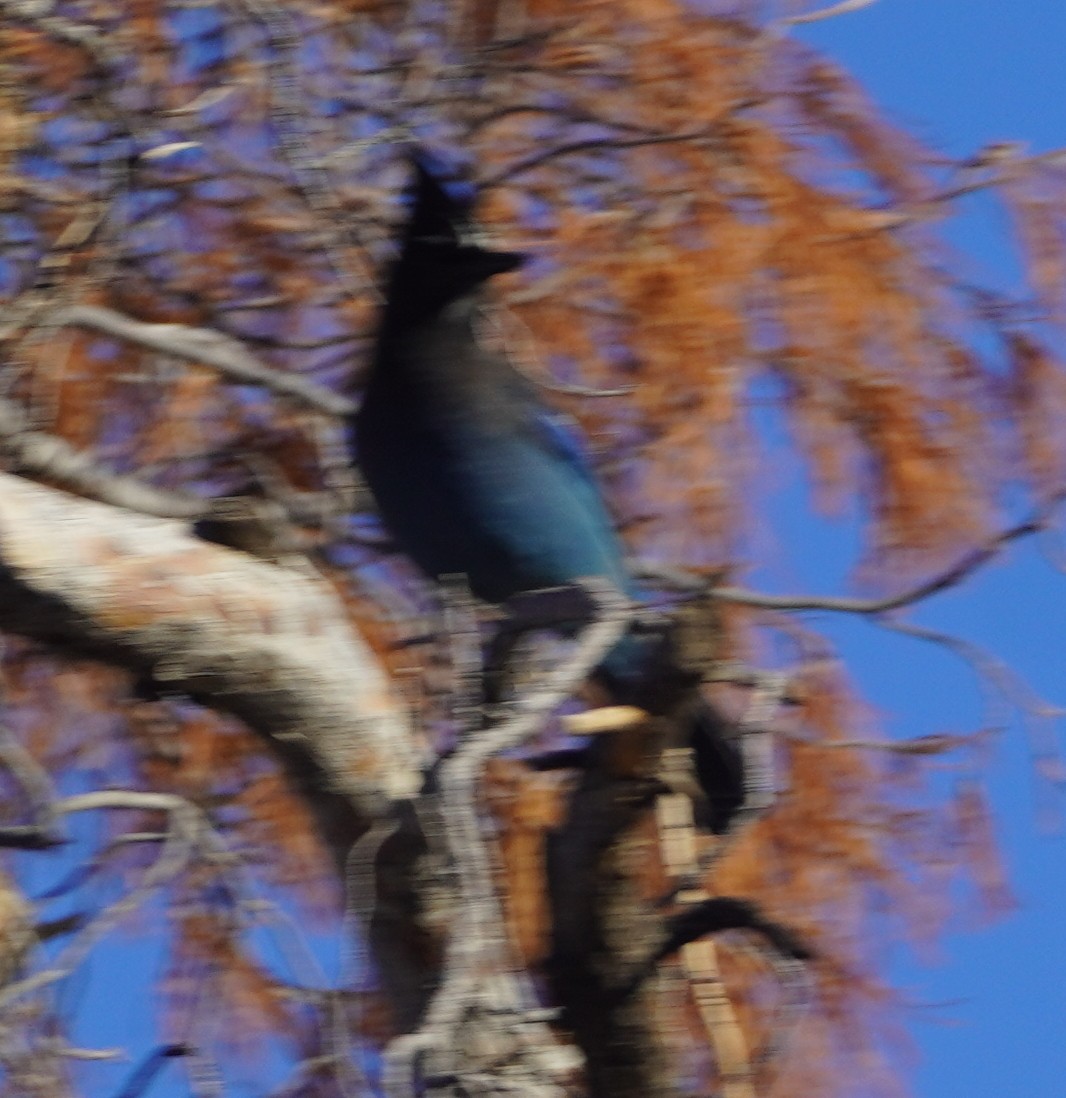Steller's Jay - ML645814535