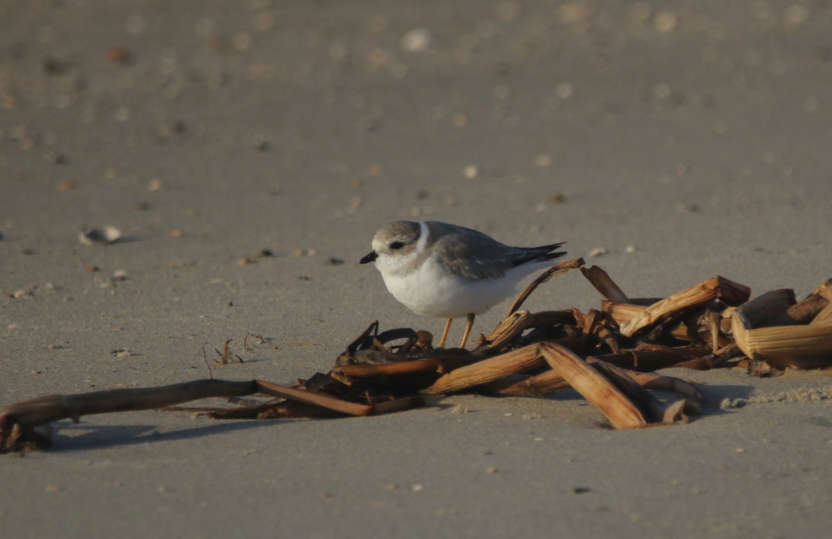 Piping Plover - ML645814536