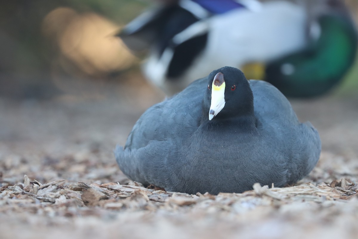 American Coot - ML645814537