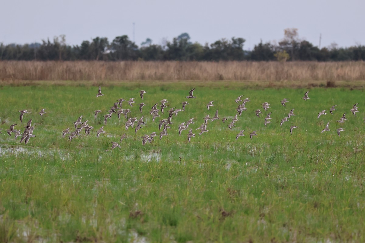 Dunlin - ML645814539