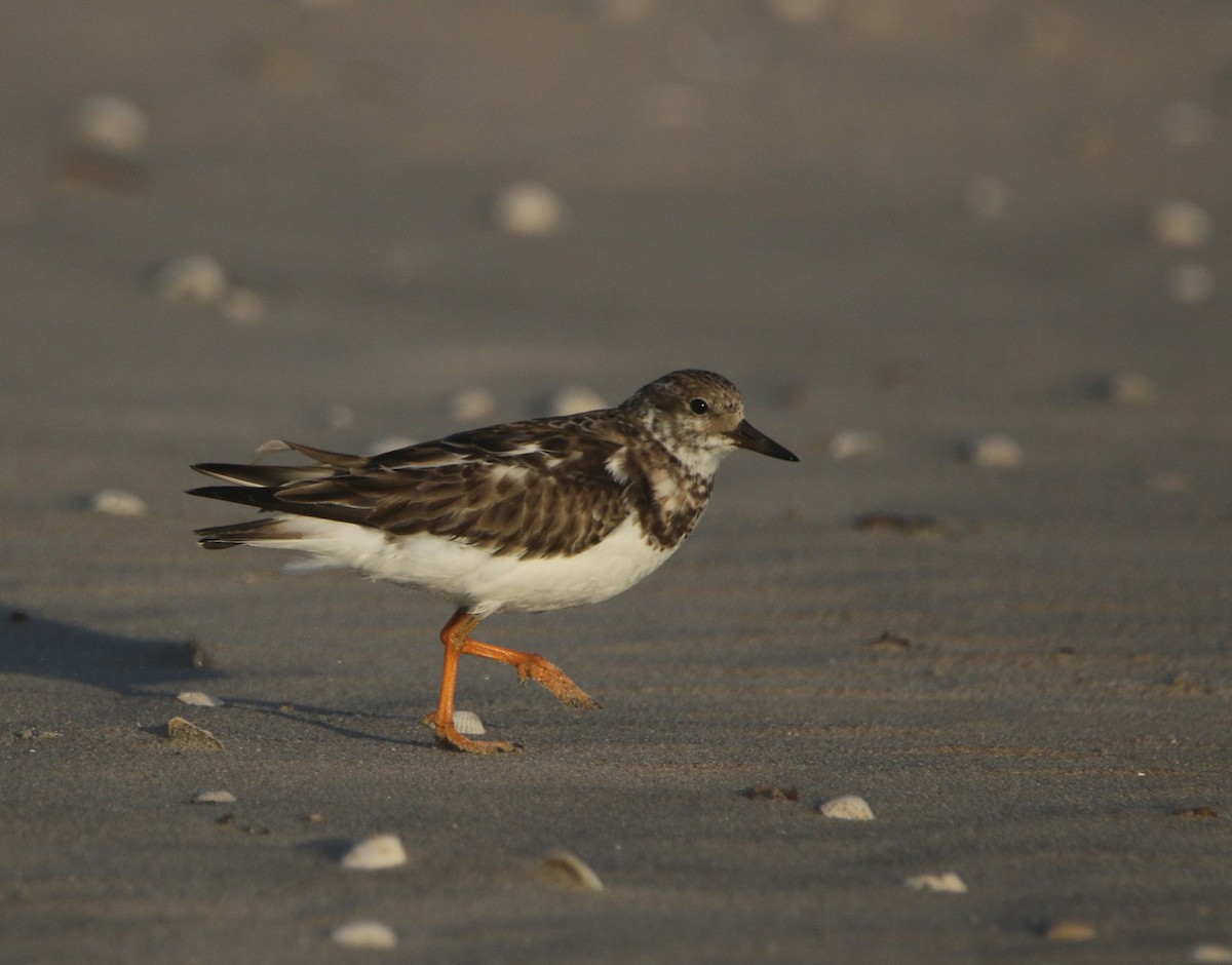 Ruddy Turnstone - ML645814540