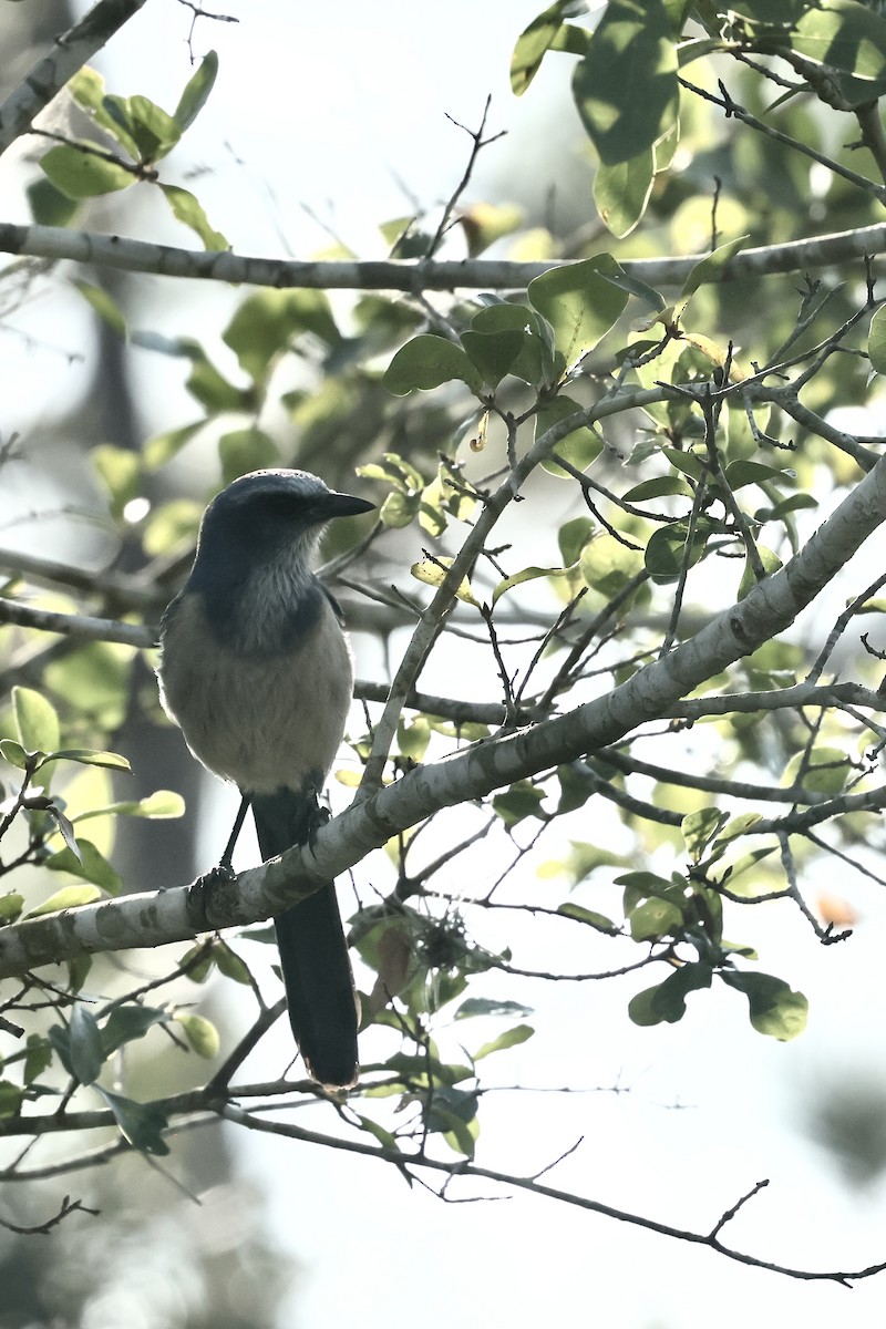 Florida Scrub-Jay - ML645814541
