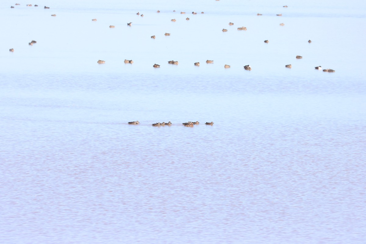 Blue-winged Teal - ML645814542