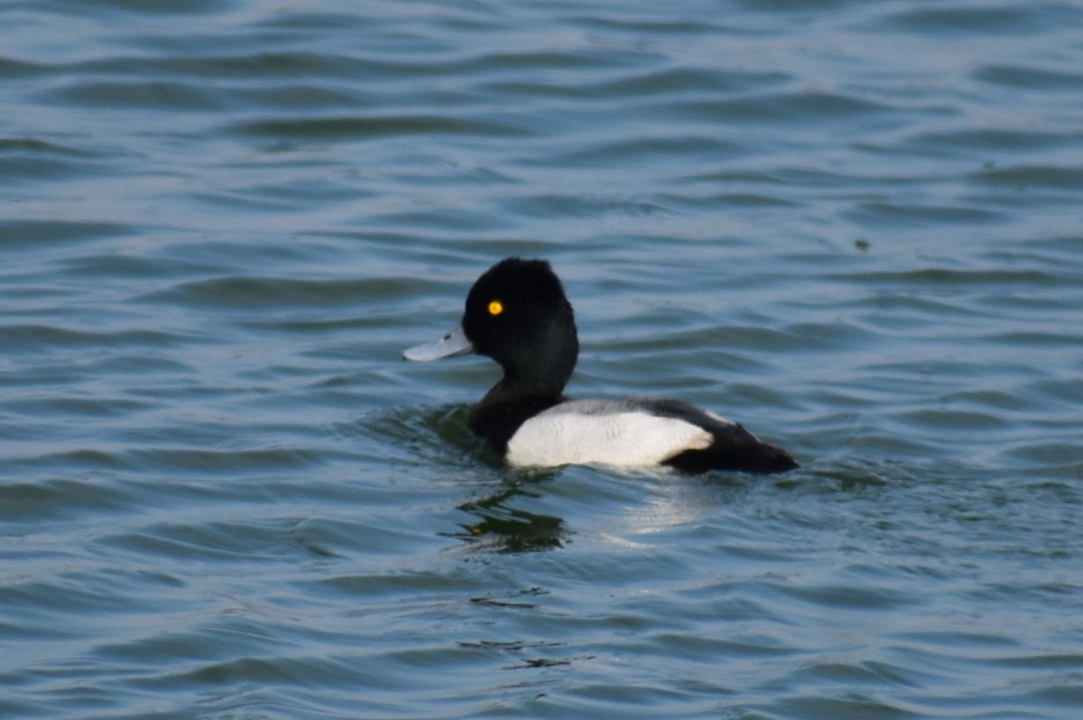 Lesser Scaup - ML645814543