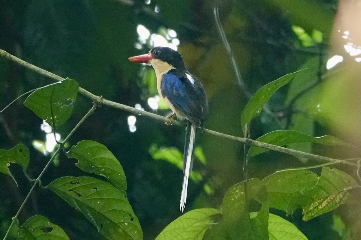 Black-capped Paradise-Kingfisher - ML645814544