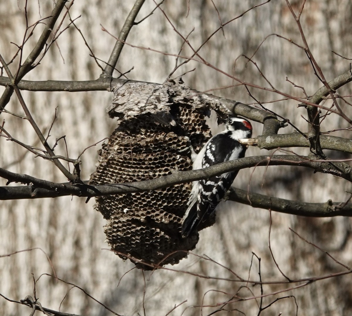 Downy Woodpecker - ML645814545