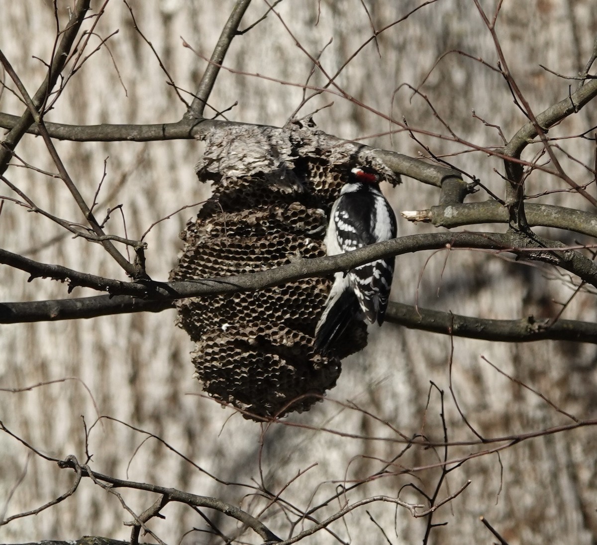 Downy Woodpecker - ML645814546
