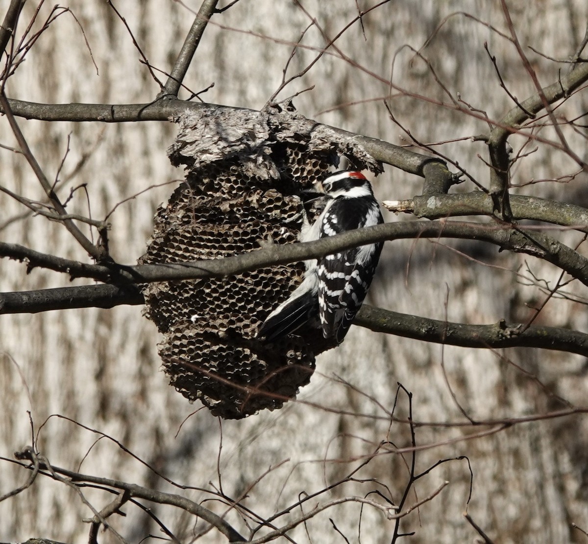 Downy Woodpecker - ML645814547