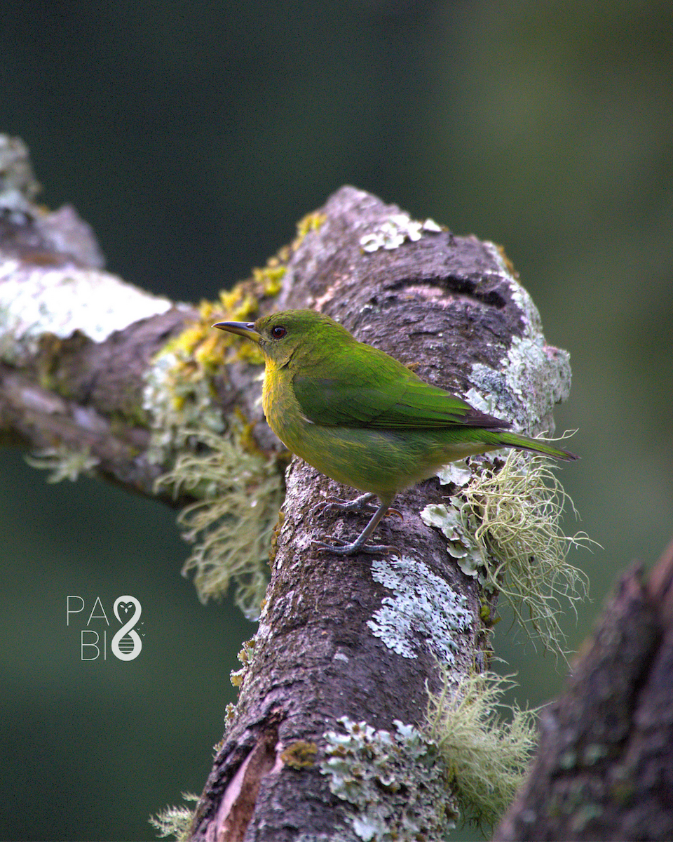 Green Honeycreeper - ML645814548